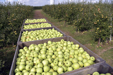 Kisten mit frisch geernteten Äpfeln auf einer Obstplantage - LYF00983