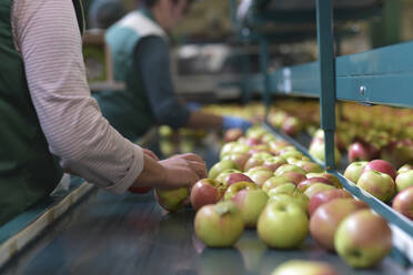 Female workers checking apples on conveyor belt in apple-juice factory - LYF00985