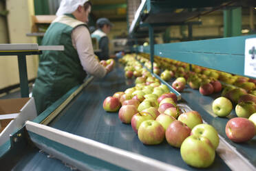 Female workers checking apples on conveyor belt in apple-juice factory - LYF00986
