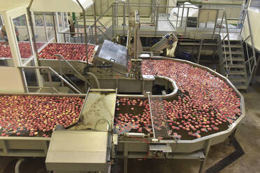 Conveyor belt with apples in water - LYF00987