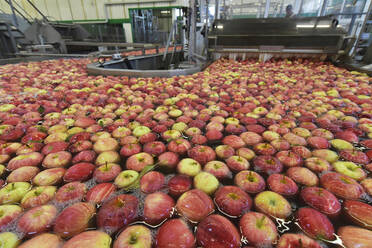 Conveyor belt with apples in water - LYF00988