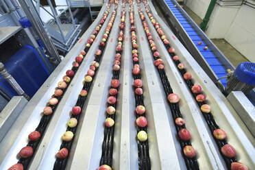 Conveyor belt with apples - LYF00990