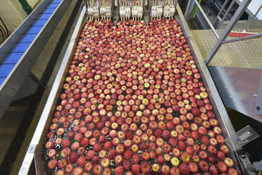 Conveyor belt with apples in water - LYF00994