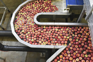 Conveyor belt with apples in water - LYF00995
