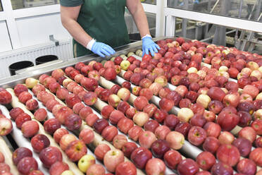 Arbeiterinnen kontrollieren Äpfel auf einem Förderband in einer Apfelsaftfabrik - LYF00996