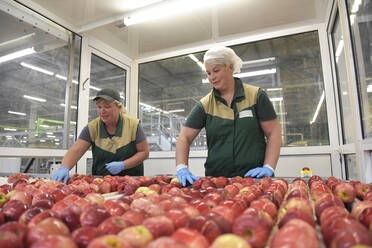 Arbeiterinnen kontrollieren Äpfel auf einem Förderband in einer Apfelsaftfabrik - LYF00997