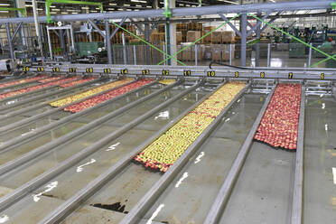 Conveyor belt with apples in water - LYF01000