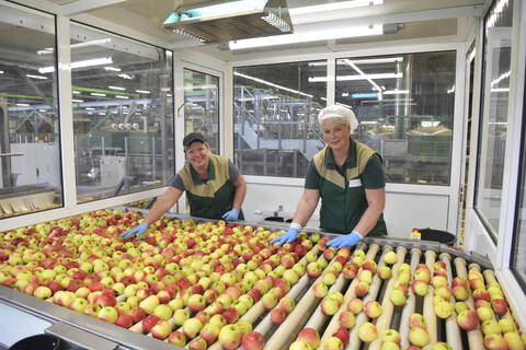 Arbeiterinnen kontrollieren Äpfel auf einem Förderband in einer Apfelsaftfabrik, lizenzfreies Stockfoto