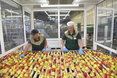 Arbeiterinnen kontrollieren Äpfel auf einem Förderband in einer Apfelsaftfabrik - LYF01002