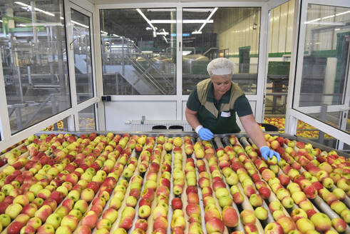 Arbeiterinnen kontrollieren Äpfel auf einem Förderband in einer Apfelsaftfabrik - LYF01003