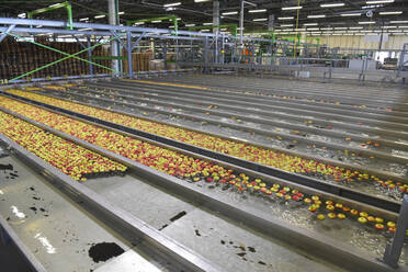 Conveyor belt with apples - LYF01004