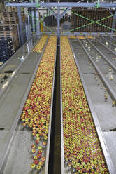 Conveyor belt with apples - LYF01005