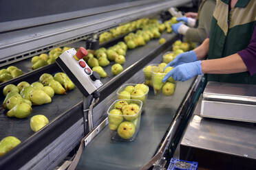 Industrial packaging of pears in plastic bowls - LYF01006