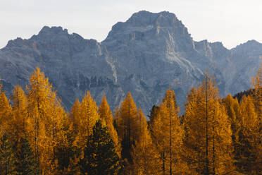 Herbstliche Berglandschaft im Morgenlicht, Dolomiten, Cortina, Italien - MRAF00447