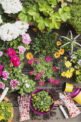 Colorful freshly potted summer flowers - GWF06288