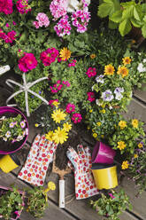 Colorful freshly potted summer flowers - GWF06289