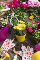 Colorful freshly potted summer flowers - GWF06290