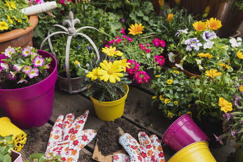 Bunte, frisch getopfte Sommerblumen - GWF06291