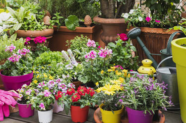 Colorful freshly potted summer flowers - GWF06292