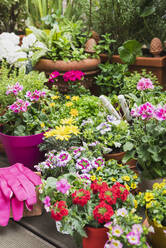 Colorful freshly potted summer flowers - GWF06293