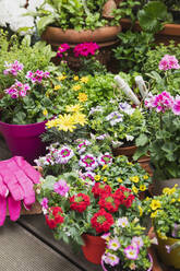 Colorful freshly potted summer flowers - GWF06294