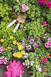 Colorful freshly potted summer flowers and herbs - GWF06295