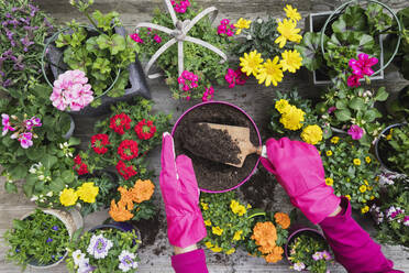 Hands of woman planting large variety of summer flowers - GWF06297
