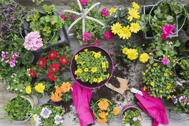 Colorful freshly potted summer flowers - GWF06298