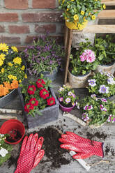 Colorful freshly potted summer flowers - GWF06301