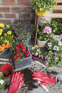 Bunte, frisch getopfte Sommerblumen - GWF06301