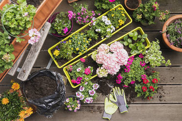 Bunte, frisch getopfte Sommerblumen - GWF06303