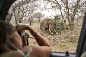 Frau fotografiert einen Elefanten aus dem Autofenster, Krüger-Nationalpark, Lesotho, Afrika - VEGF00856
