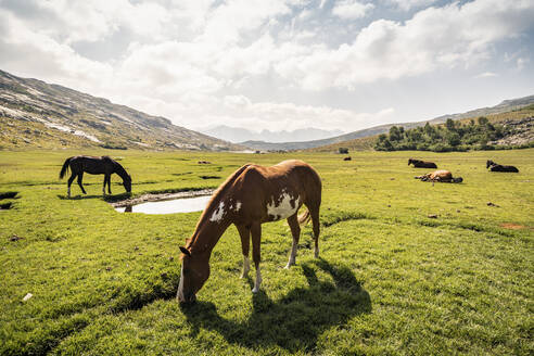 Pferde auf einem Hochplateau bei Lad de Nino, Albertacce, Korsika, Frankreich - MSUF00049