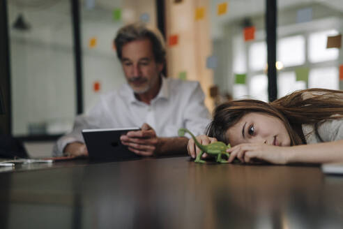 Senior buisinessman using tablet and girl playing with chameleon figurine in office - GUSF02862