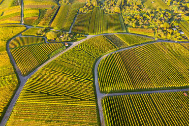 Deutschland, Baden-Württemberg, Stuttgart, Luftaufnahme der Weinberge am Kappelberg im Herbst - STSF02356