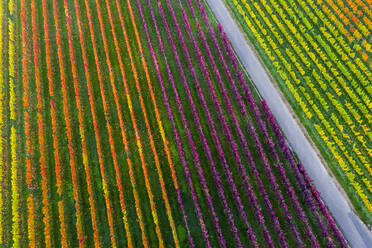 Germany, Baden-Wurttemberg, Stuttgart, Aerial view of vineyard on Kappelberg hill in autumn - STSF02358