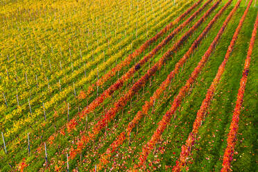 Deutschland, Baden-Württemberg, Remstal, Ländlicher Weinberg im Herbst - STSF02367