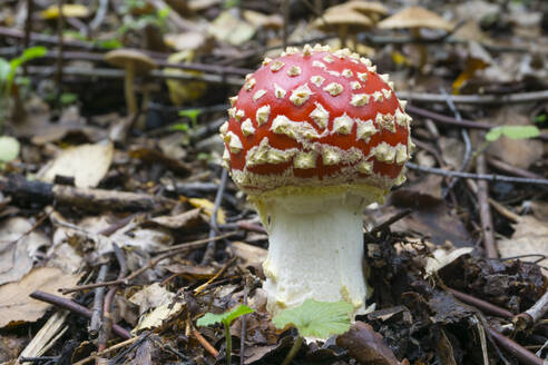 Deutschland, Nordrhein-Westfalen, Nahaufnahme eines wachsenden Fliegenpilzes (Amanita muscaria) - WIF04093