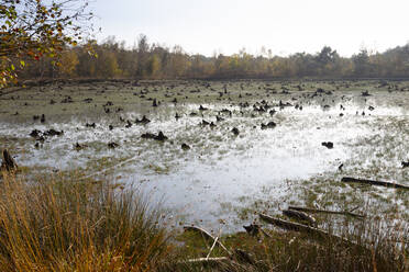 Deutschland, Nordrhein-Westfalen, Baumstümpfe im Feuchtgebiet des Naturschutzgebietes Venner Moor - WIF04100