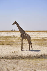 Giraffe in der Savanne, Chobe-Nationalpark, Botsuana - VEGF00868