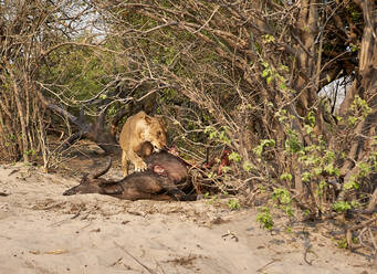 Löwe frisst einen Jagdbüffel, Chobe National Park, Botswana - VEGF00877