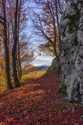 Italien, Monte Cucco Wald im Herbst - LOMF00937