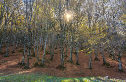 Italien, die Sonne scheint durch die Zweige des Herbstwaldes - LOMF00940