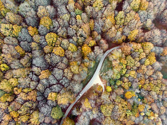 Italy, Aerial view of country road cutting through autumn forest of Monte Cucco - LOMF00941