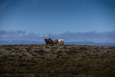 Herde isländischer Pferde in felsiger Landschaft, Reykjavík, Gullbringusysla, Island - ISF22962