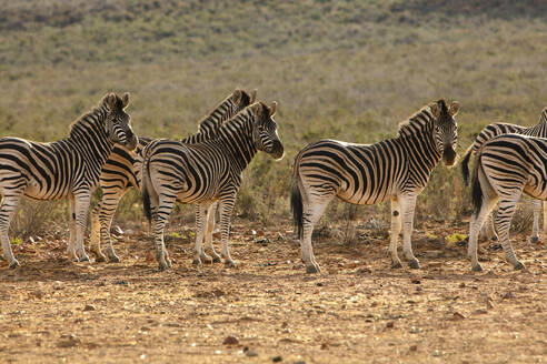 Schillernde Zebras im Naturschutzgebiet, Touws River, Westkap, Südafrika - ISF23025