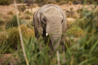 Elefant beim Grasen im Naturschutzgebiet, Touws River, Westkap, Südafrika - ISF23028