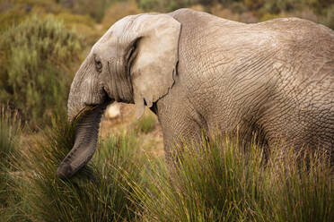 Elefant beim Grasen im Naturschutzgebiet, Touws River, Westkap, Südafrika - ISF23029