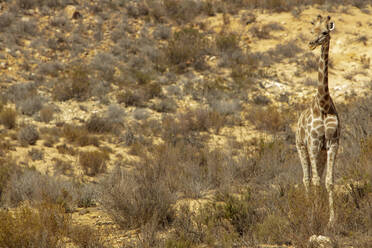 Giraffenkalb im Naturschutzgebiet, Touws River, Westkap, Südafrika - ISF23030
