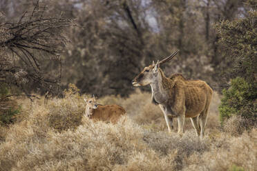 Antilope und Kalb im Naturschutzgebiet, Touws River, Westkap, Südafrika - ISF23031
